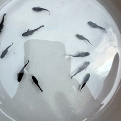 アルティマニア1ペア_メダカの画像