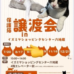8/17（日）保護猫の譲渡会開催🐈　