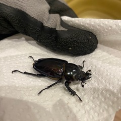 ニジイロクワガタ紫紺（パープル）カラー　幼虫の画像