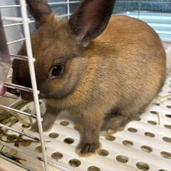 ★障がい者グループホームでの夕食作りなど世話人さんのお仕事★の画像