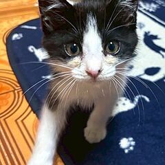 【ジョニー】推定生後3ヶ月♂の子猫※代理投稿
