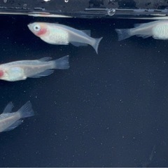 メダカ 紅ほっぺ 有精卵15個+αの画像