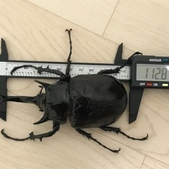 マルスゾウカブト オス1匹、メス2匹セットの画像