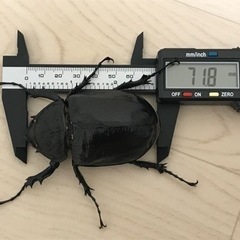 マルスゾウカブト オス1匹、メス2匹セットの画像