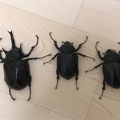 マルスゾウカブト オス1匹、メス2匹セットの画像