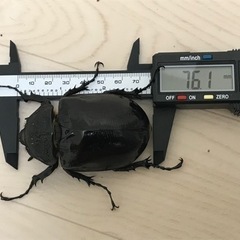 マルスゾウカブト オス1匹、メス2匹セットの画像