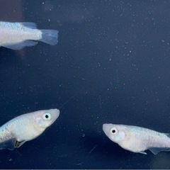 メダカ ピンクサファイア 有精卵15個+αの画像