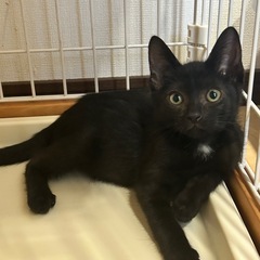 黒猫　2ヶ月　男の子