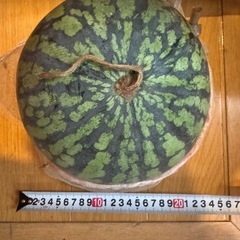 🍉すいか　スイカ　西瓜　スイカ割り　半分カット可600円の画像