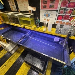 曜変天目めだか　2ペア  1500円の画像