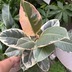 ランキングキーワードに紐づく投稿画像-観葉植物