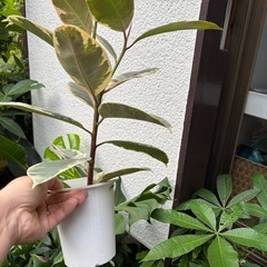 【20%オフ8/26】ゴムの木　斑入り　フィカス　観葉植物　塊根植物　多肉植物　ビザールプランツ　レアプランツ　ガーデニング　植物　グリーン　趣味　盆栽　葉　花　庭　草　インテリア　おしゃれ　飾り　園芸　の画像