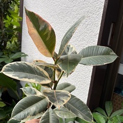 【20%オフ8/26】ゴムの木　斑入り　フィカス　観葉植物　塊根植物　多肉植物　ビザールプランツ　レアプランツ　ガーデニング　植物　グリーン　趣味　盆栽　葉　花　庭　草　インテリア　おしゃれ　飾り　園芸　の画像