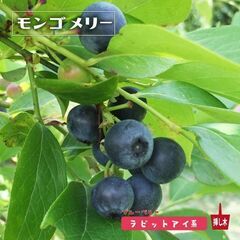 ブルーベリー苗【モンゴメリー、ラビットアイ系】飛び出しポット付き│香りがよく、風味は良好、アロマティックです。 日持ちが良いのも嬉しいです。さらに安定した収穫も狙えます！の画像