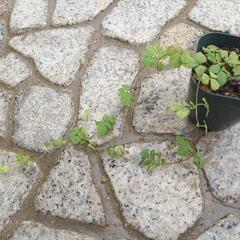 ヘビイチゴ　苺　いちご　へびいちごの画像