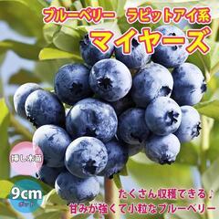 ブルーベリー苗【マイヤーズ、ラビットアイ系】飛び出しポット付き│の画像
