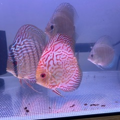 【最終値下】ディスカス【ピジョンブラッド】約1.5才
栃木の画像