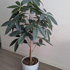 ベルメゾン　消臭フェイクグリーン・パキラの画像