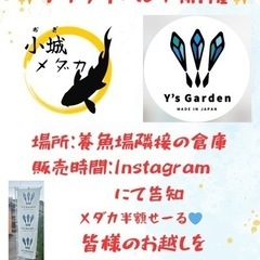 【小城メダカ】メダカ半額セール‼️買うなら今‼️
