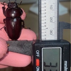 ノコギリクワガタ♀ 2匹の画像