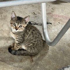 生後２か月のキジ猫３匹の里親募集中