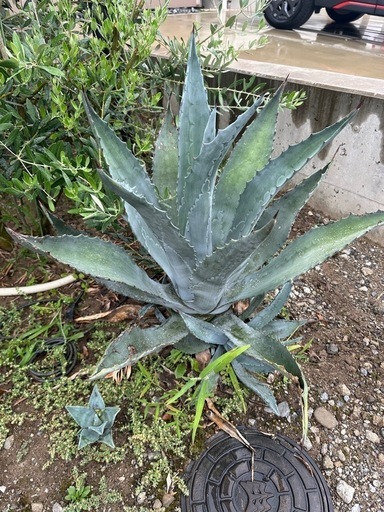 ★植栽3点セット★お取引中