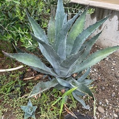 ★植栽3点セット★お取引中の画像