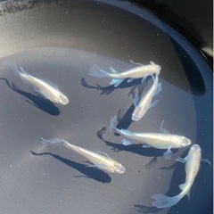 オランジェ 卵 約44個  青蝶 卵 約27個 ●孵化間近●の画像