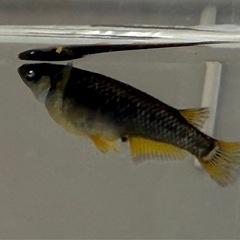 オランジェ 卵 約44個  青蝶 卵 約27個 ●孵化間近●の画像