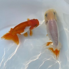 （2518）宇野系らんちゅう3歳魚2匹セット　9cm弱 〜10.5cm弱   の画像