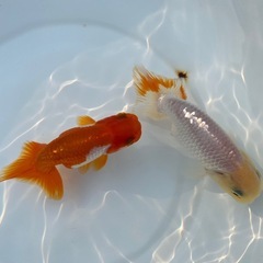 （2518）宇野系らんちゅう3歳魚2匹セット　9cm弱 〜10.5cm弱   の画像