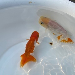 （2518）宇野系らんちゅう3歳魚2匹セット　9cm弱 〜10.5cm弱   の画像