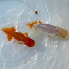 （2518）宇野系らんちゅう3歳魚2匹セット　9cm弱 〜10.5cm弱   の画像