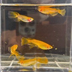 イカヅチ メダカ 卵 約60個 ★孵化間近★の画像