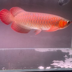熱帯魚の画像