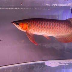 熱帯魚の画像