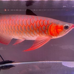熱帯魚の画像
