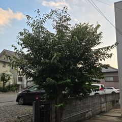 『桜の木』差し上げます！の画像