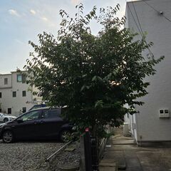 『桜の木』差し上げます！の画像