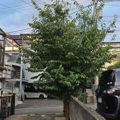 『桜の木』差し上げます！の画像