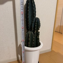 柱サボテン2本（植木鉢付）の画像