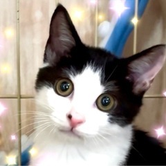 【トライアル決定】白黒ハチワレくん❤️ボンちゃん