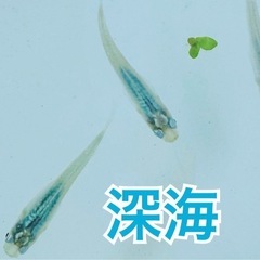 メダカ【タイムセール】お好きな個体を2匹無料プレゼント🎁『りゅうメダカ』の画像