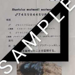 【幼虫1頭】ウエストウッディ　　Rhaetulus  westwoodi  westwoodi  ssp  Lower  Subansiri  CBF1　　の画像