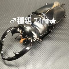 【幼虫1頭】ウエストウッディ　　Rhaetulus  westwoodi  westwoodi  ssp  Lower  Subansiri  CBF1　　の画像