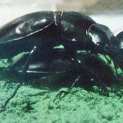 【幼虫1頭】ウエストウッディ　　Rhaetulus  westwoodi  westwoodi  ssp  Lower  Subansiri  CBF1　　の画像