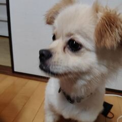 ポメペキ3歳 - 大分市