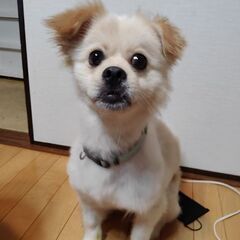 ポメペキ3歳