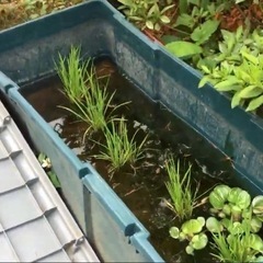 ✨値下げ中✨早い者勝ちwの画像