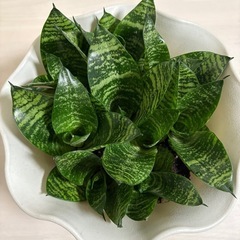 🍀空気清浄効果のあるｻﾝｾﾍﾞﾘｱ・ｾﾞﾗﾆｶ🍀.*の画像